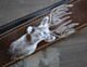 "Wildlife" Deer Antlers Camera Strap  