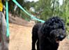 Couch Canine Dog Leash - Adventure Ready Dog Leash 