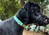 Couch Canine Collar - Adventure Ready Dog Collar 