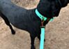 Couch Canine Collar - Adventure Ready Dog Collar 