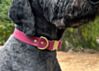 Couch Canine Collar - Adventure Ready Dog Collar