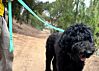 Couch Canine Dog Leash - Adventure Ready Dog Leash 
