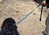 Couch Canine Dog Leash - Adventure Ready Dog Leash
