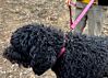 Couch Canine Dog Leash - Adventure Ready Dog Leash